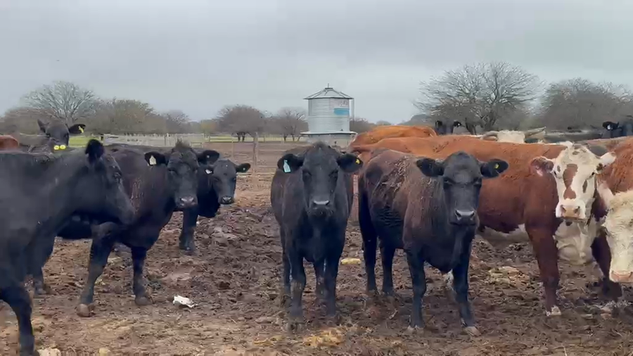 Lote 33 Vacas faena