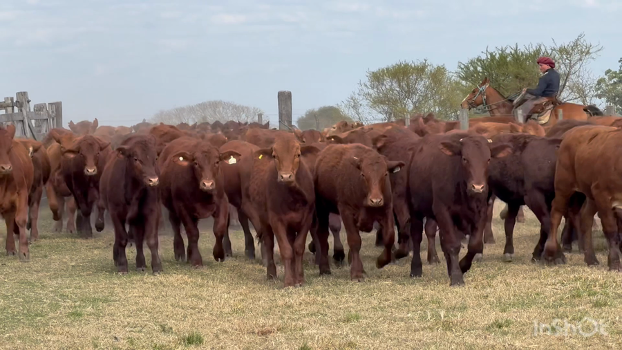 Lote 100 Terneros en Corrientes, Perugorría