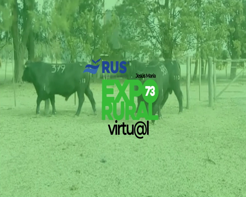 Lote TORO BRANGUS REG. CONTROLADO