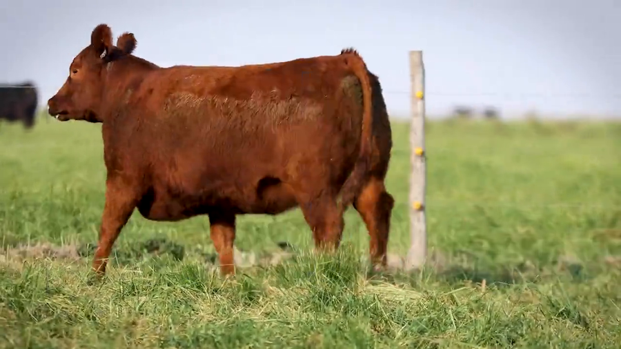 Lote VAQUILLONAS ELITE