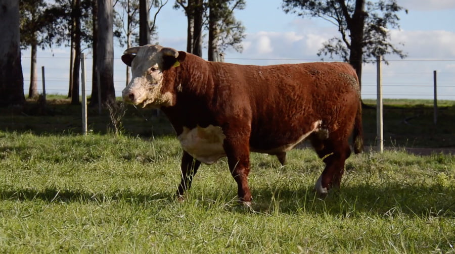 Lote HEREFORD