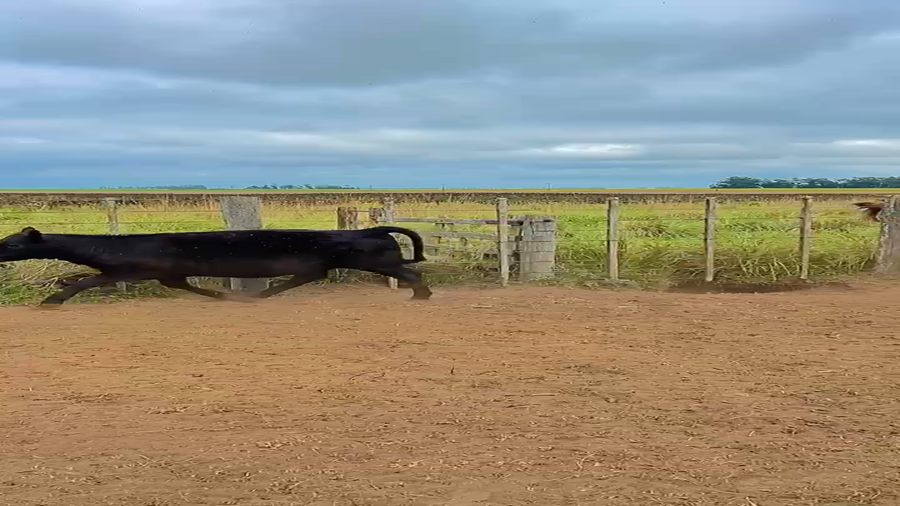 Lote 64 Terneros/as en Buenos Aires, Necochea