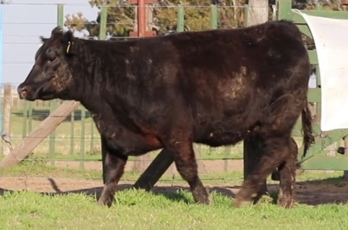 Lote VAQUILLONAS CON CRIA SANTA ROSA