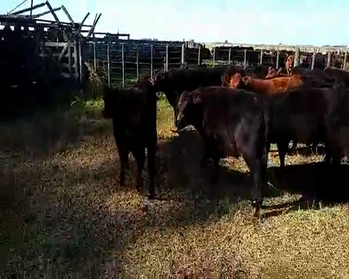 Lote 93 Terneros en Laprida, Buenos Aires