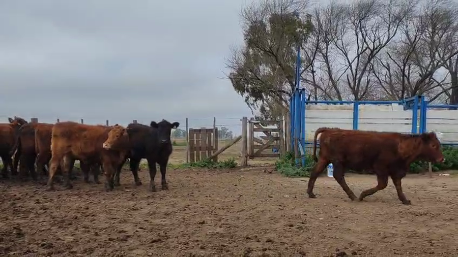 Lote 14 Terneras en Buenos Aires