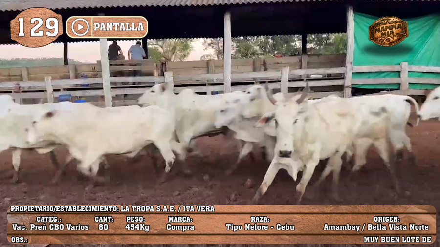 Lote LOTE 129 - PANTALLA