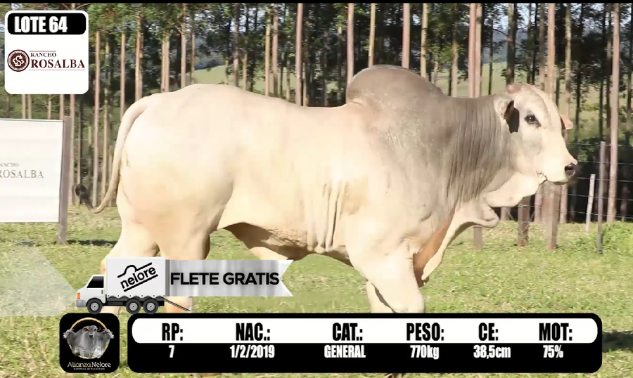 Lote LOTE 64 -  RP 7