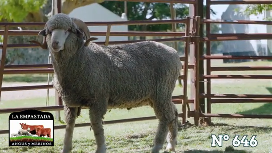 Lote Merino Australiano