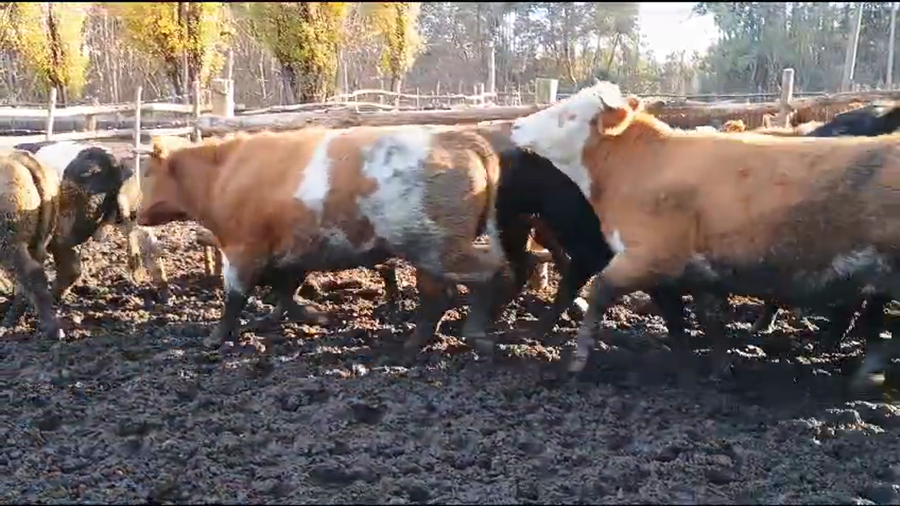 Lote 20 Novillo Gordo en Los Ángeles, VIII Región Biobío