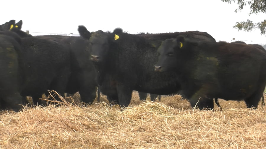 Lote 5 VAQUILLONAS HIJAS DE LA PAZ CATRIEL EDAD 26 MESES
