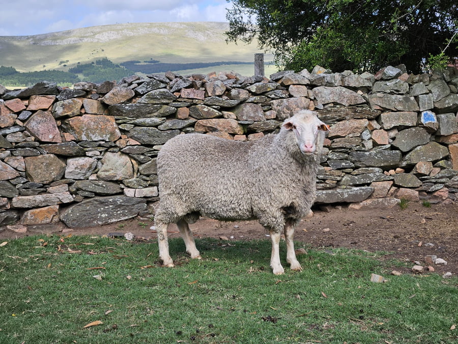 Lote Carneros a remate en Subasta Online - Nambi Guasu, Lavalleja