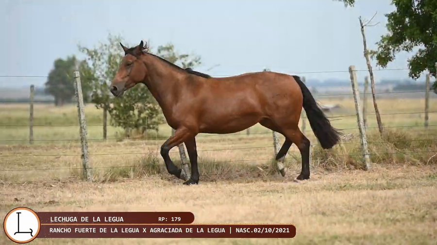 Lote Lechuga de la Legua