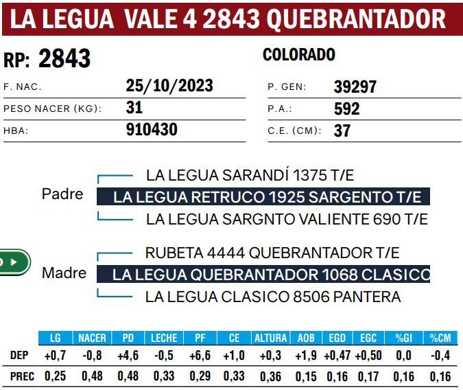 Lote TOROS ANGUS  PP