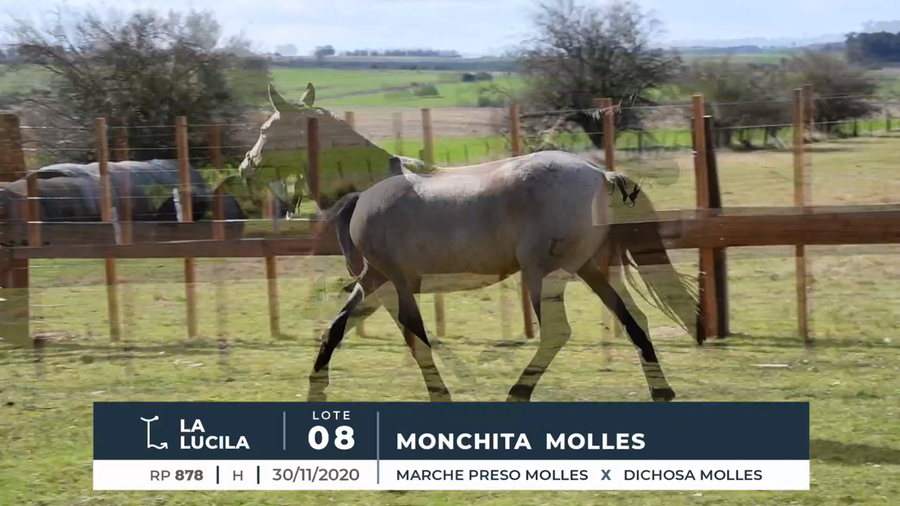 Lote MONCHITA MOLLES