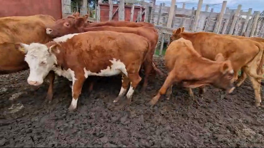 Lote 8 Terneras Cruza Angus con Hereford a remate en Pantalla Camy en Ruta 3 Km 75