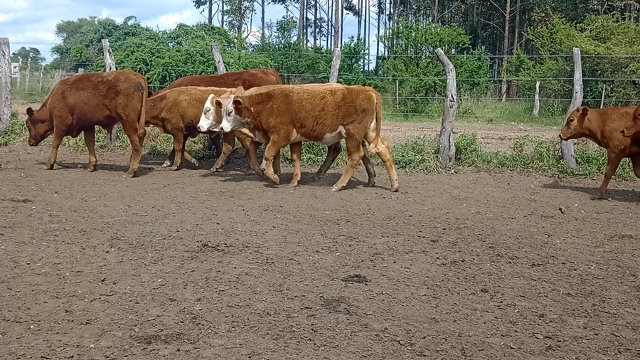 Lote 90 Terneros/as en Corrientes, Mocoretá
