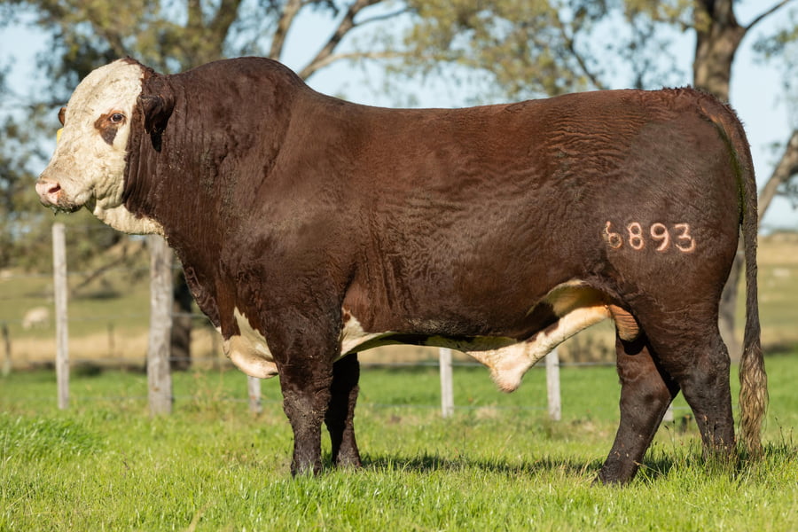 Lote Toros señal 22