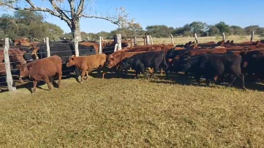 Lote 95 Terneros