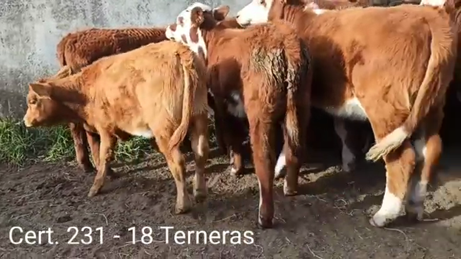 Lote TERNERAS