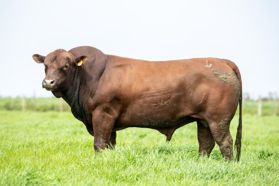 Lote Tacuru - Toro - RP 151