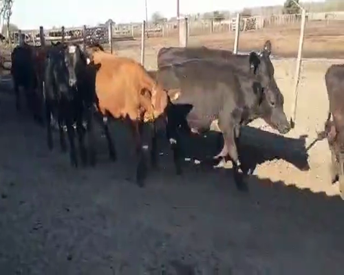 Lote 48 Novillitos en Villa de María, Córdoba