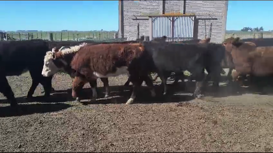 Lote 77 Terneros/as en Coronel Suarez