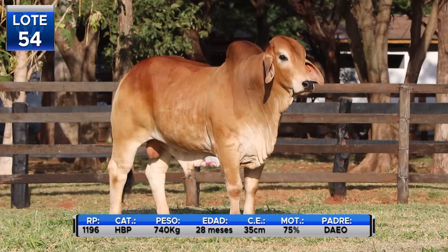 Lote TOROS BRAHMAN  -LOTE 54