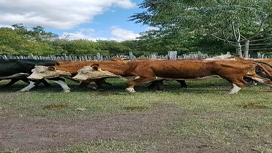 Lote 9 Vacas de Invernada en Melo, Cerro Largo