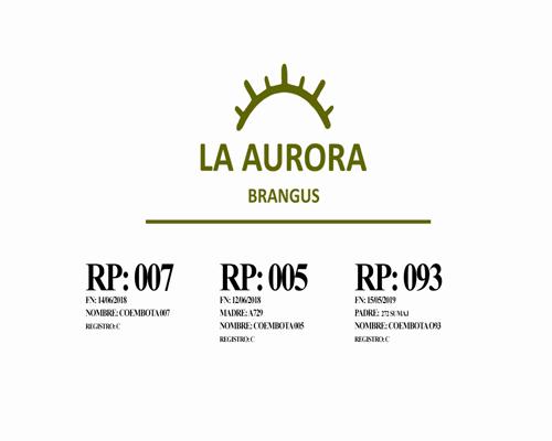 Lote Toro Cabaña LA AURORA