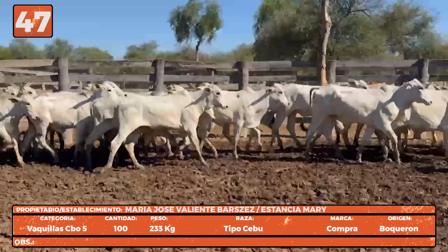 Lote LOTE 47