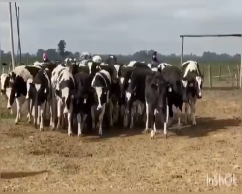 Lote VAQUILLONAS P/ENTORAR Y TERNERAS