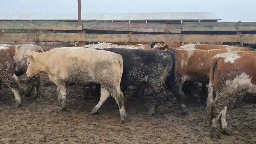 Lote 20 Novillo Gordo en Los Ángeles, VIII Región Biobío