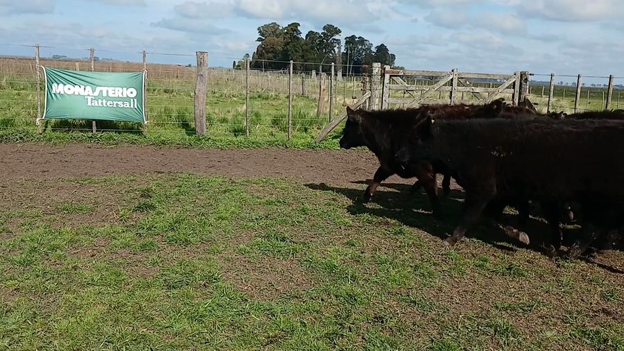 Lote 60 Terneros EN RAUCH