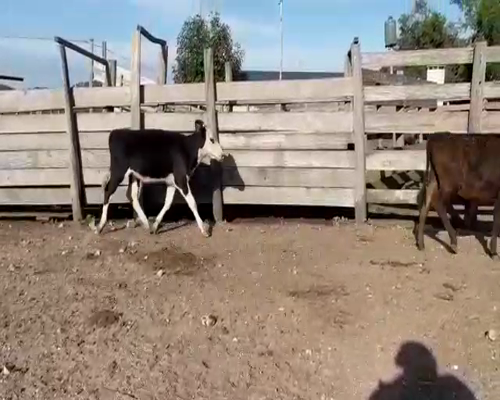 Lote (Vendido)7 Terneras CRUZA a remate en Entre Martillos 120-130kg -  en CARRETON
