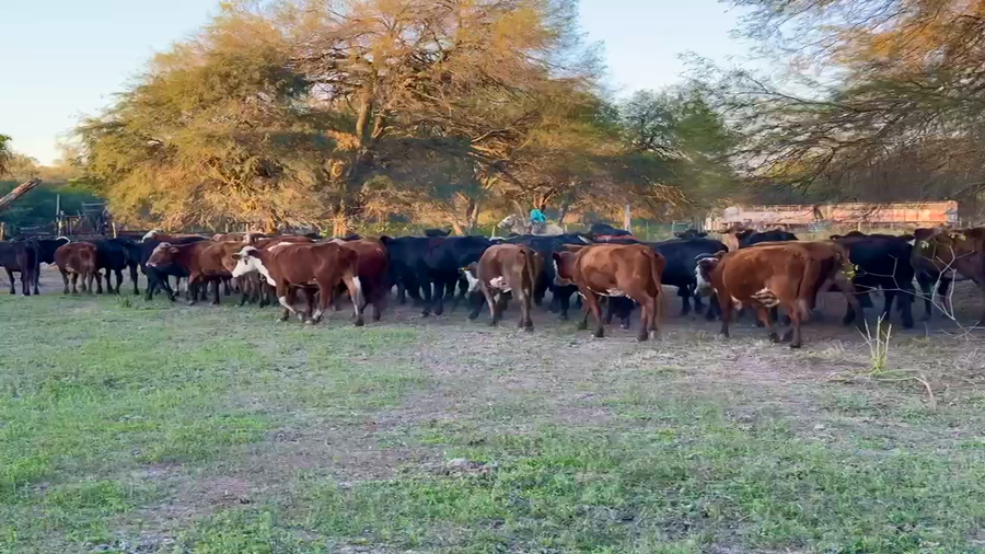 Lote 35 Vacas de invernar
