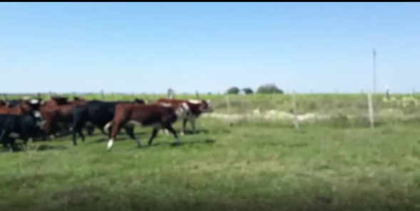 Lote 37 Terneras en San José