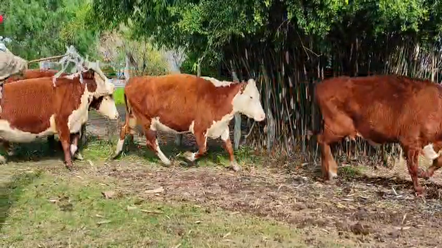 Lote 17 Vacas p/ invernar
