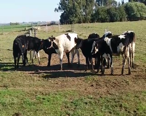 Lote 9 Terneros 6HO - 3AA 170kg -  en PUEBLO CUFRE