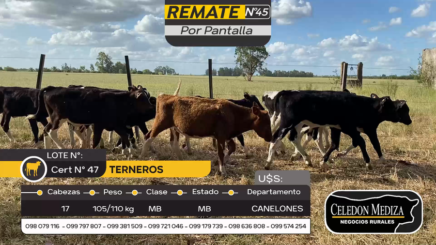 Lote 17 Terneros en Otra Localidad, Canelones