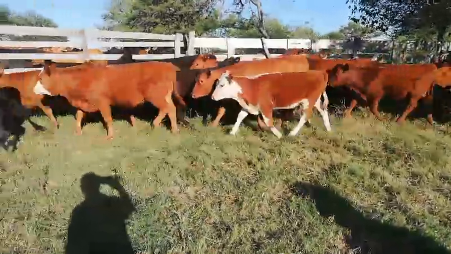 Lote 60 Terneros/as en Concordia, Entre Ríos