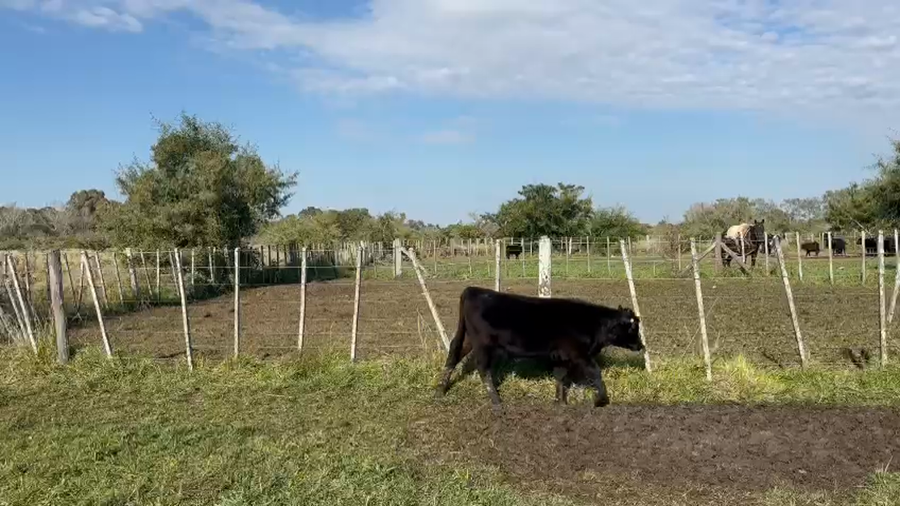 Lote 88 terneros