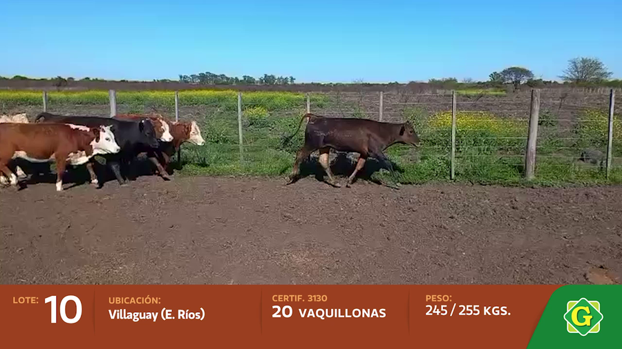 Lote Vaquillonas en Villaguay