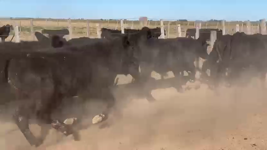 Lote 90 Novillitos Cruzas Británicas en San Martín de Las Escobas, Santa Fe