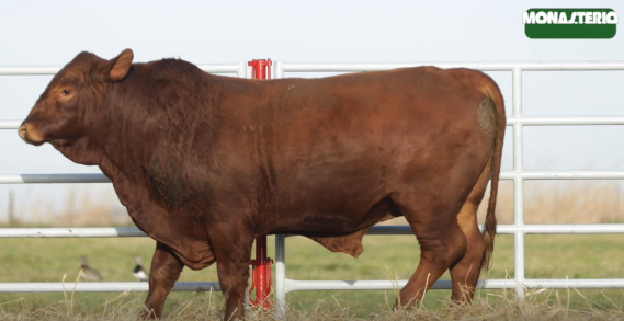 Lote TOROS GENERALES, CONTROLADOS Y REGISTRADOS