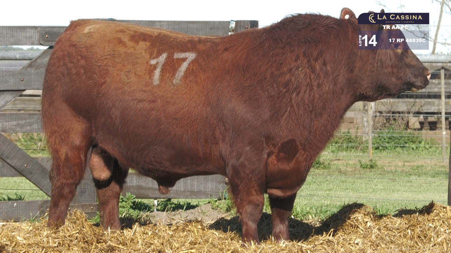 Lote TOROS ANGUS PURO CONTROLADO
