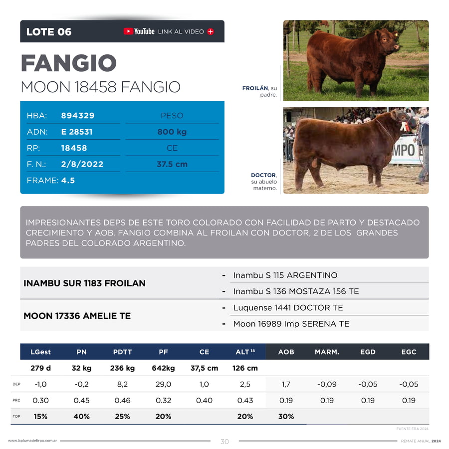 Lote TOROS PP DESTACADOS
