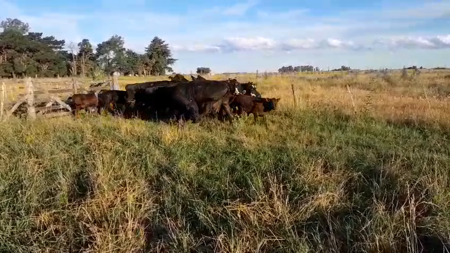 Lote 20 Vacas CUT con Cría en Chascomús