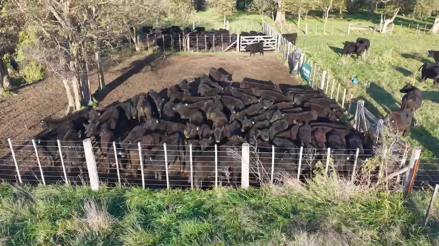 Lote 60 Terneros en Monte