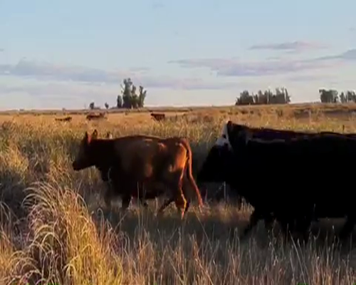 Lote 33 Vacas PREÑADAS medio uso en Tapalqué, Buenos Aires