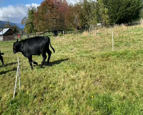 Lote 29 Ternero en Osorno, X Región Los Lagos